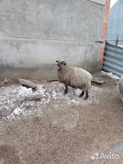 Овцы бараны ягнята