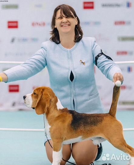 Бигль чемпион вязка