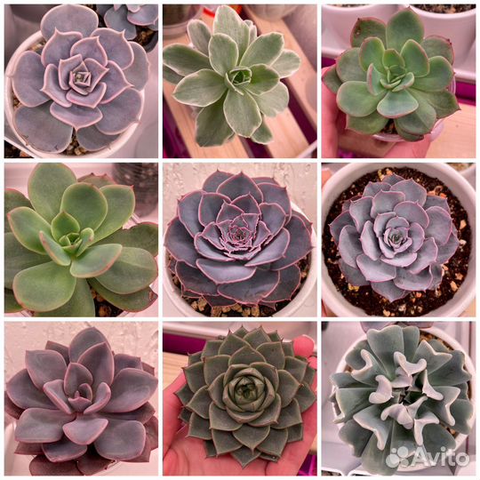 Суккуленты