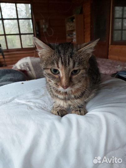 Котенок в дар