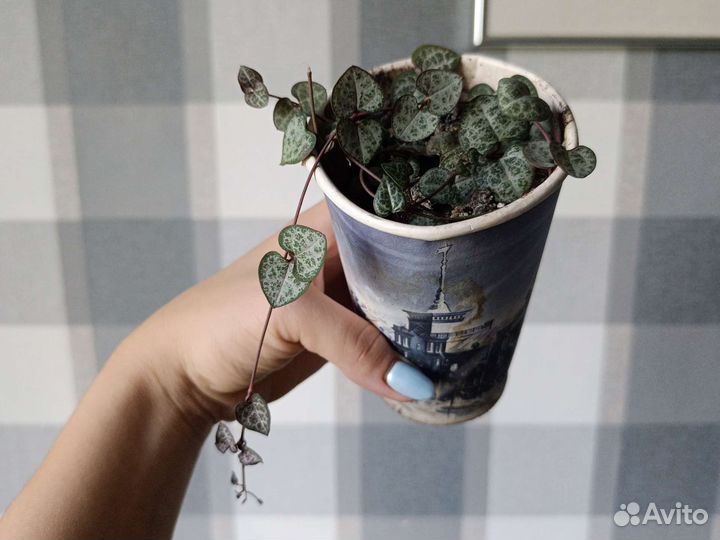 Церопегия вуда