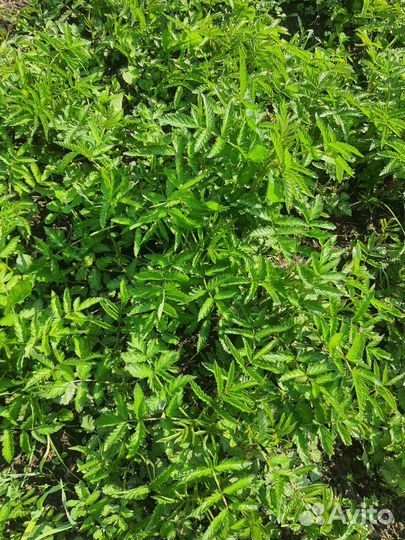 Тибетская малина саженцы