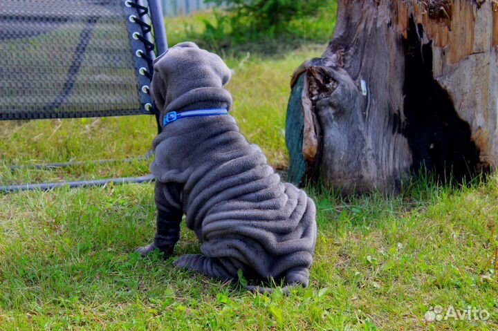 Красавцы щенки шарпея