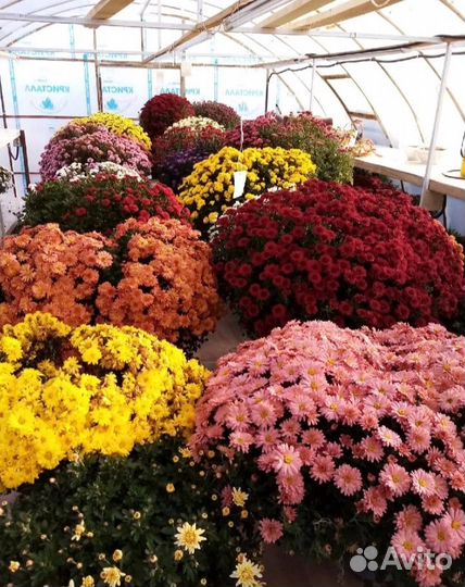 Хризантема мультифлора