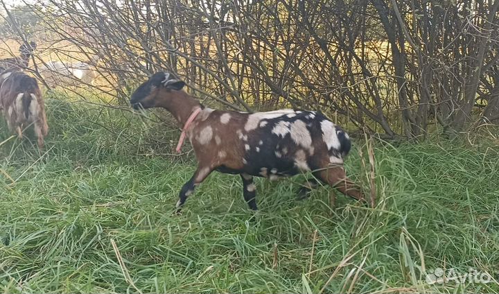 Нубийские козочки