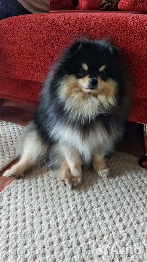 Померанский шпиц