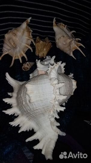 Морские ракушки раковины