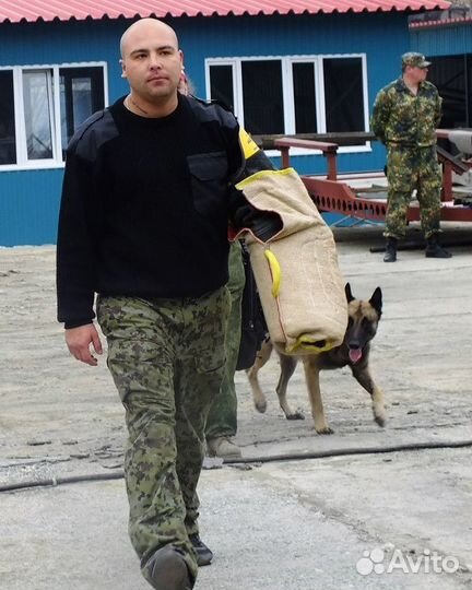 Дрессировка собак кинолог