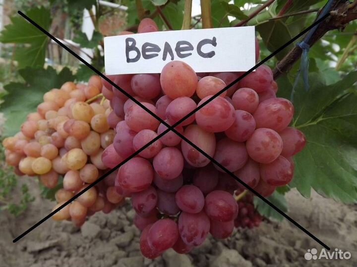 Саженцы винограда