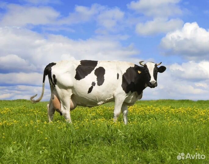 Корова высокоудойная