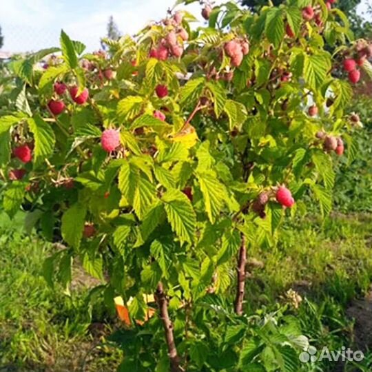 Саженцымалинового дерева столичная