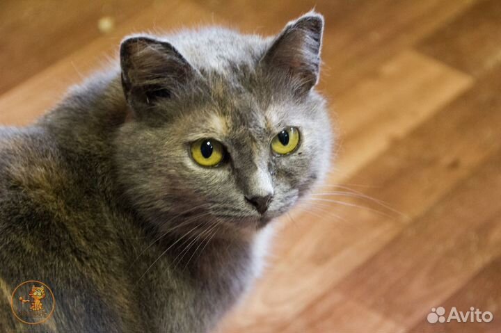 Милая Мила в поиске дома