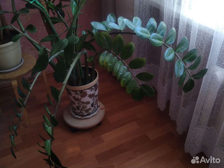 Замиокулькас