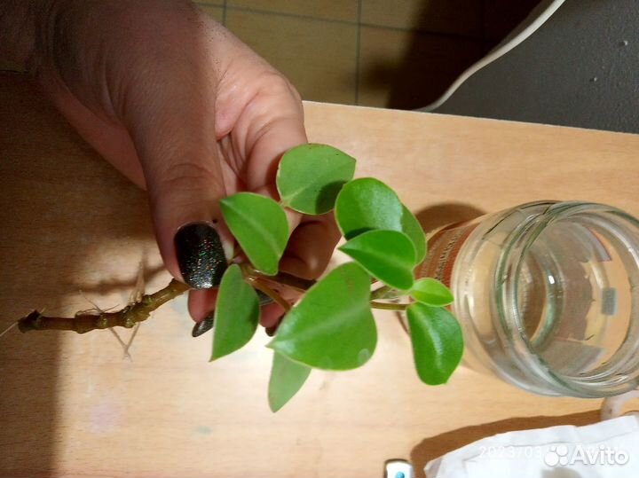 Суккуленты набор