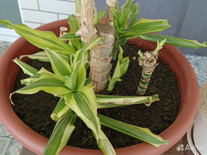 Цветы комнатные разные