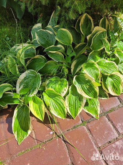 Хоста растение