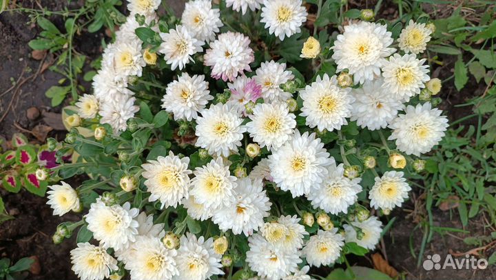 Хризантемы мультифлора укоренённые черенки