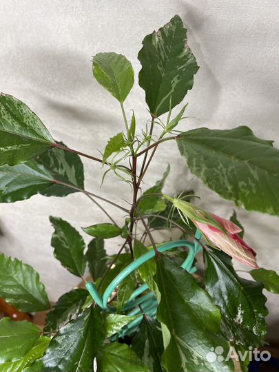 Гибискус китайская роза Купера