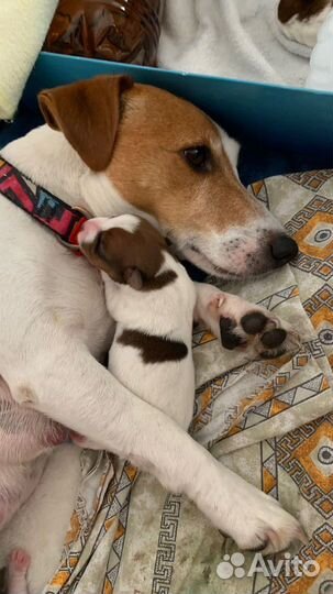 Джек Рассел терьер