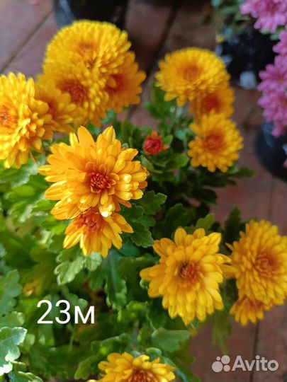 Хризантемы мультифлора