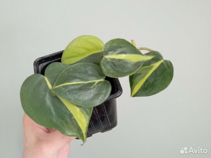 Сциндапсус Бразил, монстера Манкис, бегония