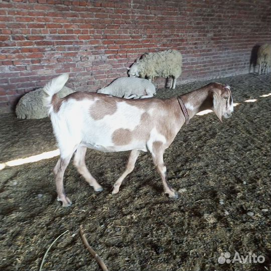 Козёл Камори75, козы дойные(покрытые), некози