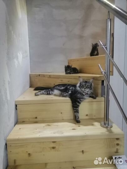 Котята мейн-кун