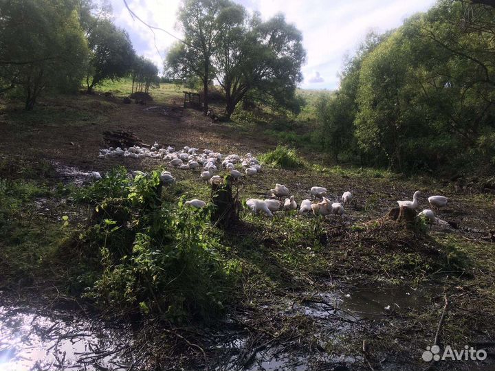 Домашние гуси живьем, и мясом
