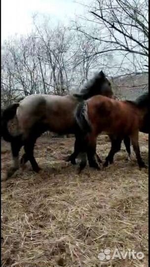 Жеребята 1год