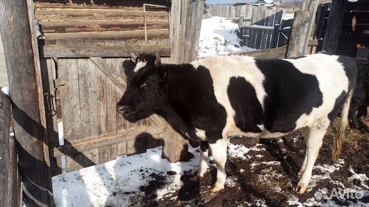 Коровы нетели