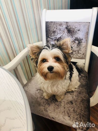 Бивер Йорк для вязки