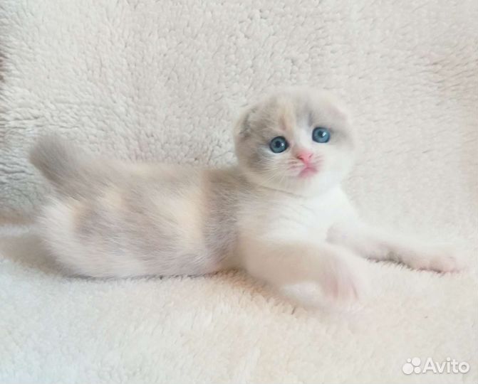 Эксклюзив для ценителей