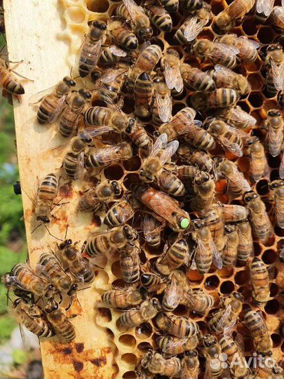 Пчеломатки Бакфаст ф1 карника ф 1