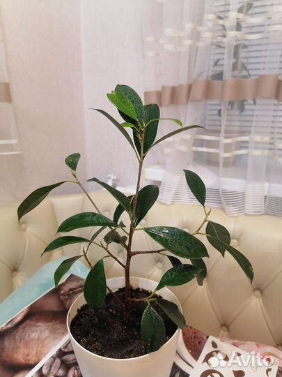 Фикус бенджамина