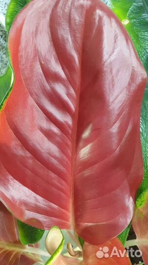 Аглаонема Ред