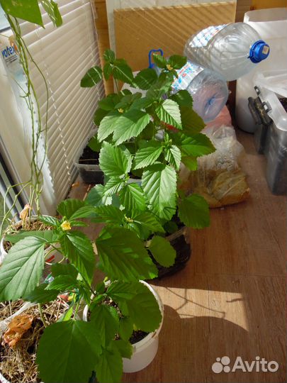 Turnera diffusa / Дамиана / семена