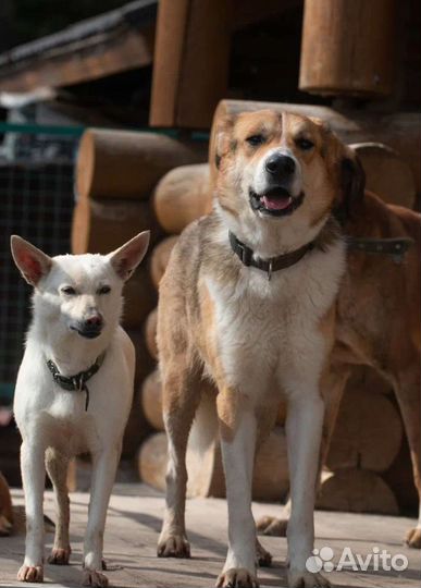 Весёлый Лучик в поисках хозяина