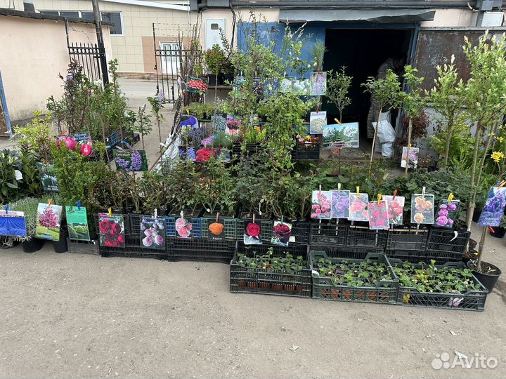 Саженцы и декорация