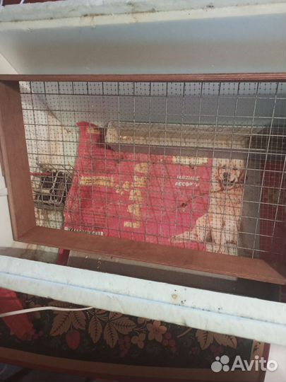 Инкубатор для яиц автоматический