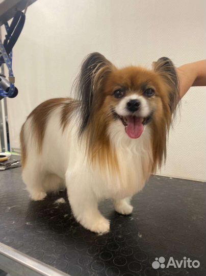 Груминг собак и кошек