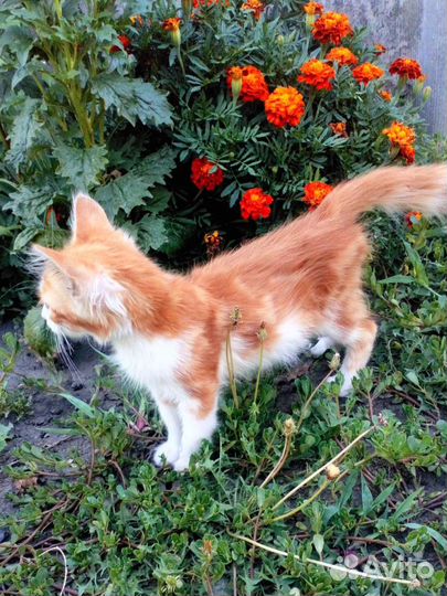 Рыжий котенок