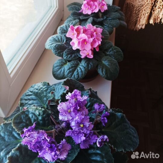 Детки сортовых фиалок