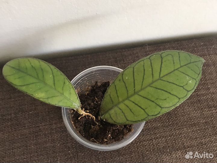 Хлйя Boerneo Gunung Gading