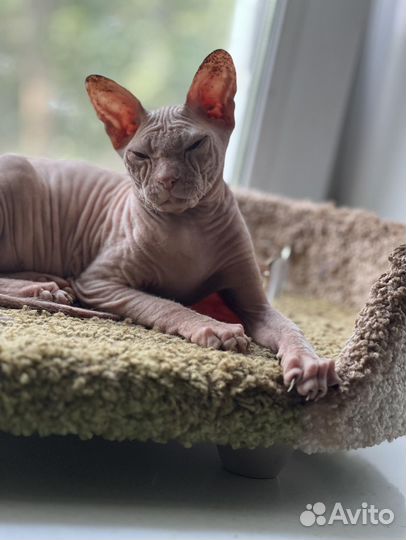 Донской сфинкс