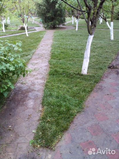 Рулонный газон с доставкой