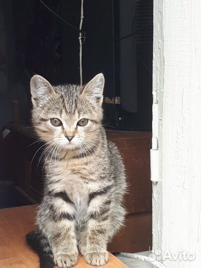 Котята в добрые руки (мальчики)