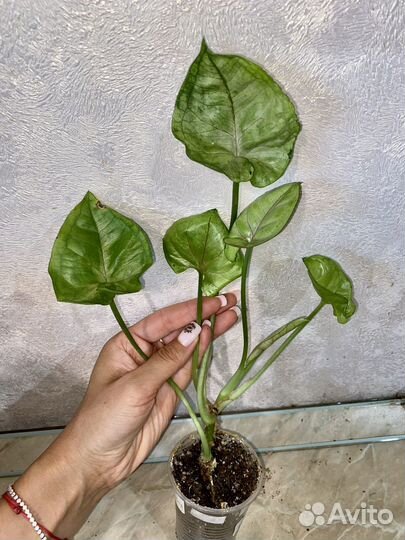 Сингониумы и разные: дримиопсис вариегатный и тд