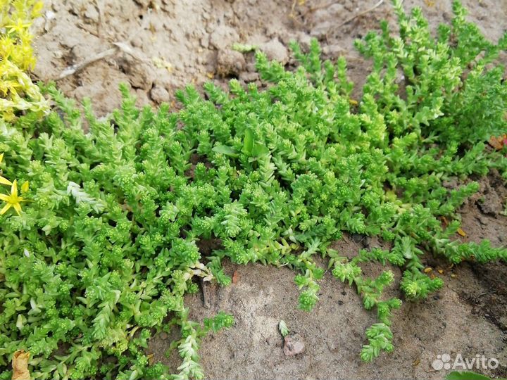 Очиток седум