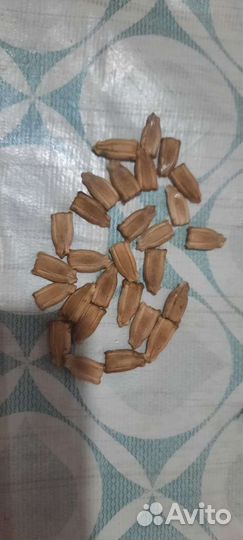 Лагенария