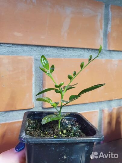 Мурайя метельчатая